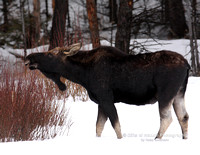 Moose Bull without Horns - #1046