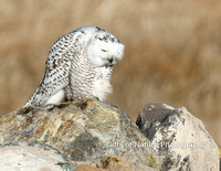 Snowy Owl on Rock - #3849