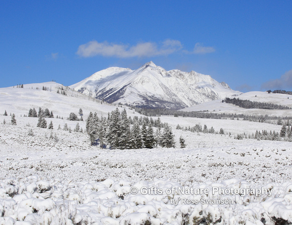 Electric Peak in Fresh Snow - #L6A0022