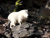 Mtn Goat - #9537