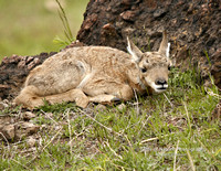 Antelope Fawn Laying in Rocks - #8960