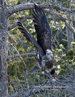 Eagle with Wings Straight Up - #L6A0120