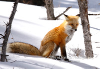 Fox Sitting - #X9A7529