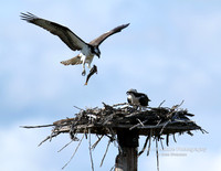 Osprey Bringing Fish to Nest -#9004