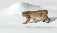 Bobcat in Snow - #L6A2885