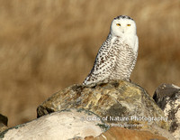 Snowy Owl on Rocks - #3841