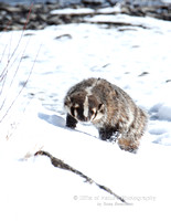 Badger in Snow - #6206