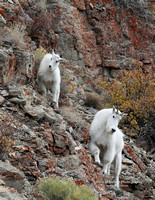 Mtn Goat Nanny and Kid - #1000