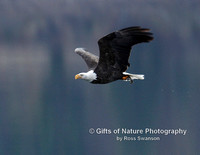 Eagle Bald Flying - #4756