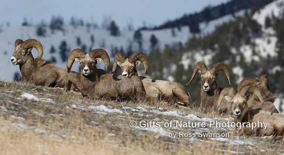 Bighorn Sheep Rams on Ridge - #L6A1118