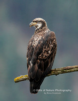 Eagle Juvenile on Limb - #4627