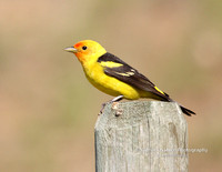 Western Tanager -#1867