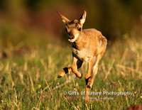 Antelope Fawn Running - #7919