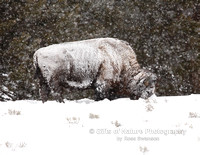 Bison in Snowstorm 2 - #X9A6784