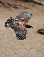Eagle Juvenile in Flight - #4195