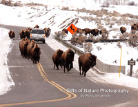 Buffalo on Bridge - #4690