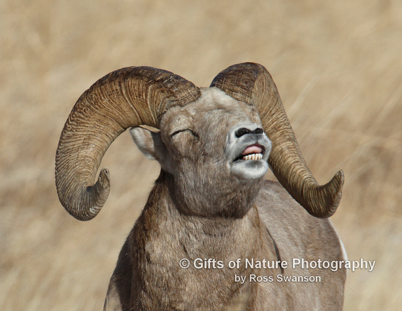 Bighorn Sheep Ram Lip Curl - #L6A0964