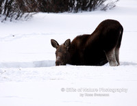 Moose Calf Tough Foraging - #5156