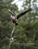 Eagle Juvenile Landing - #4728