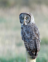Gray Owl - #1274