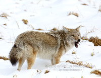Coyote Mouse Meal - #X9A5318