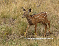 Mule Deer Fawn X9A8728_edited-1