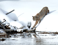 Bobcat Approach To River - #L6A2897