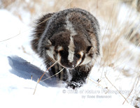 Winter Badger - #6241