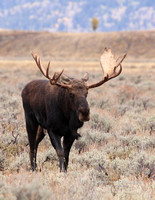 Moose Bull Walking - #3679