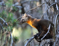 Pine Marten Sitting on Limb - #9341