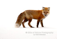 Fox Stare - #X9A7501